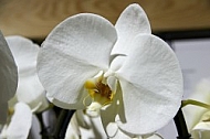 Flowers, plants, background