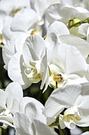 Flowers, plants, background