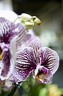 Flowers, plants, background