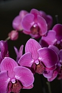 Flowers, plants, background