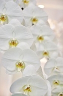 Flowers, plants, background