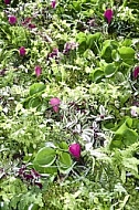 Flowers, plants, background