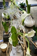 Flowers, plants, background