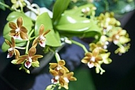 Flowers, plants, background