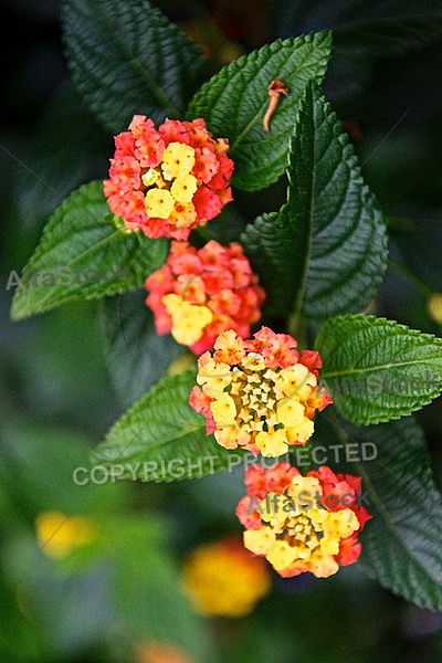 Flowers, plants, background