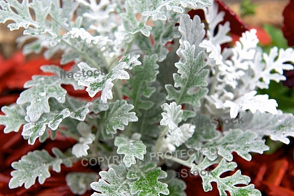 Flowers, plants, background