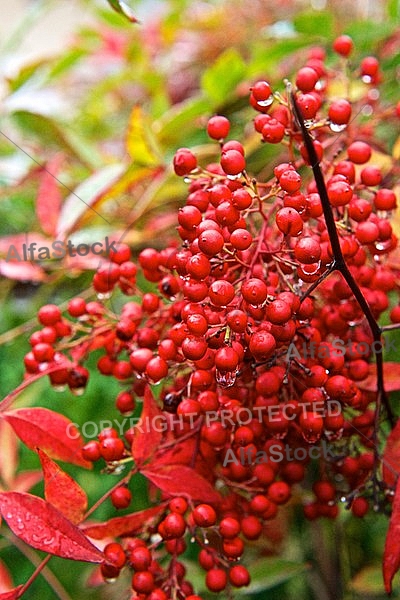 Flowers, plants, background