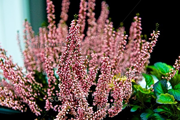 Flowers, plants, background