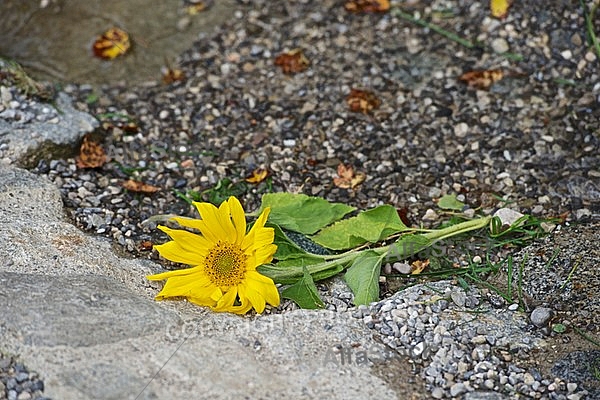 Flowers, plants, background