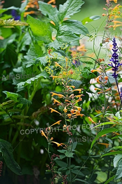 Flowers, plants, background