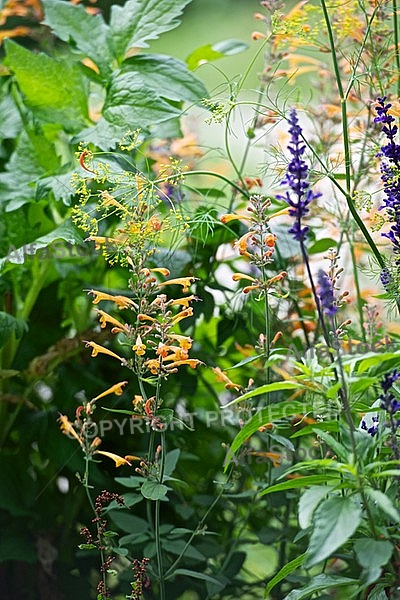 Flowers, plants, background