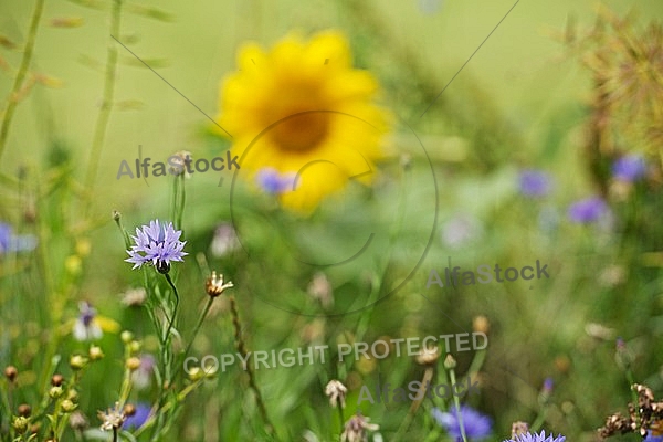 Flowers, plants, background