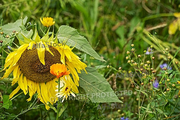 Flowers, plants, background