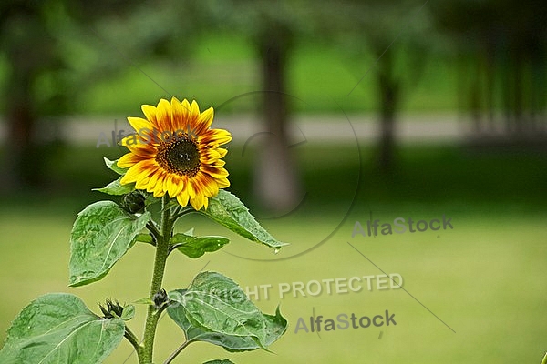 Flowers, plants, background