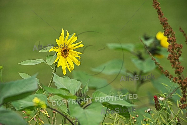 Flowers, plants, background