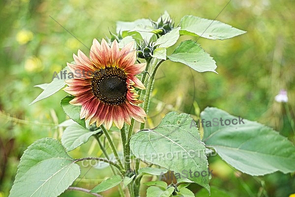 Flowers, plants, background