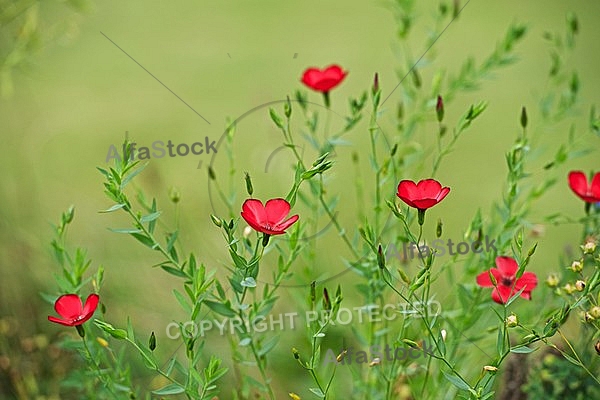 Flowers, plants, background