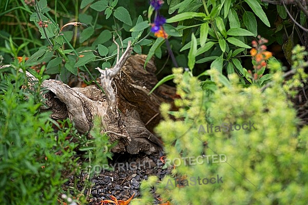 Flowers, plants, background