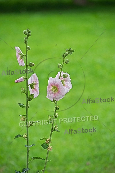 Flowers, plants, background