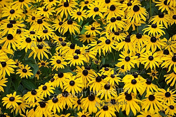 Flowers, plants, background