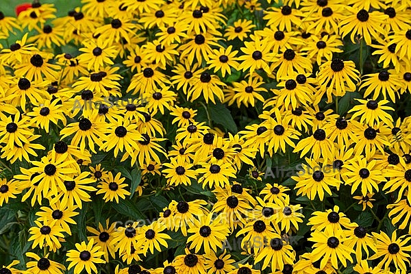 Flowers, plants, background