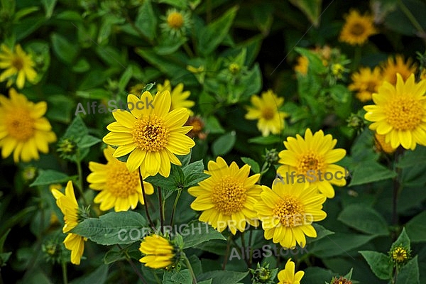 Flowers, plants, background