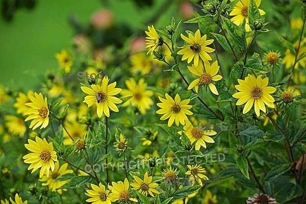 Flowers, plants, background