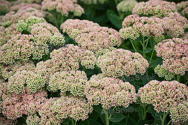 Flowers, plants, background