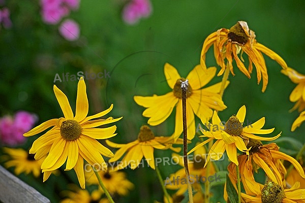 Flowers, plants, background