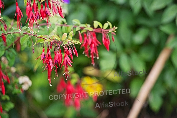 Flowers, plants, background