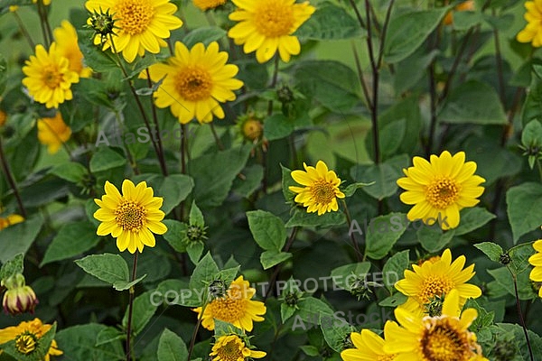 Flowers, plants, background