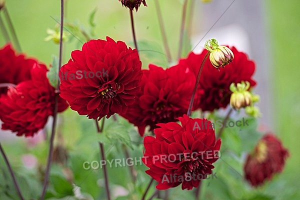 Flowers, plants, background