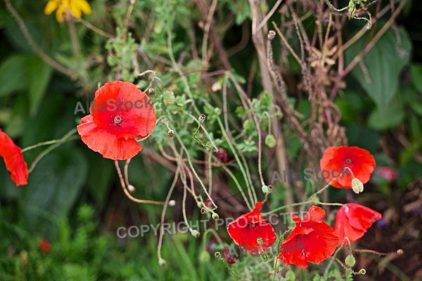 Flowers, plants, background