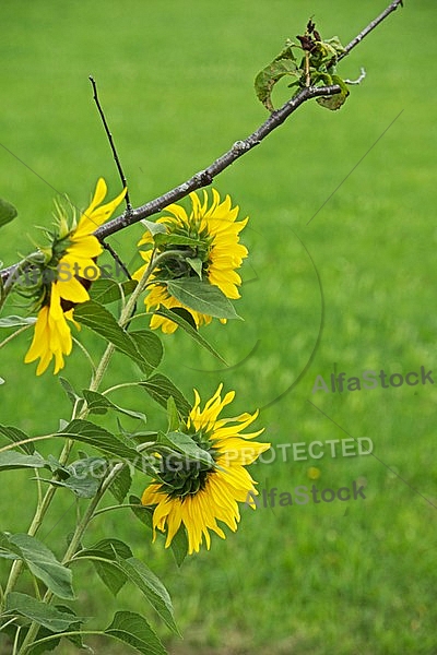 Flowers, plants, background