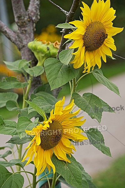 Flowers, plants, background