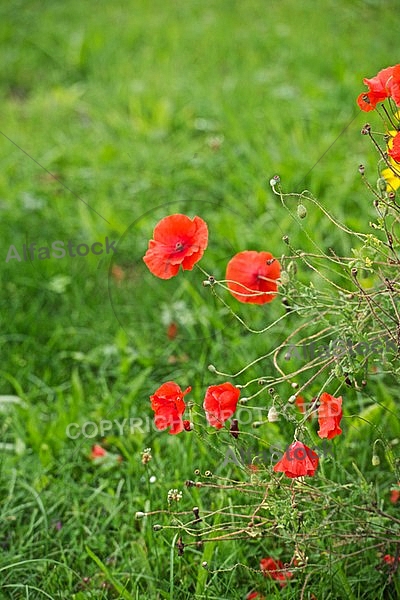 Flowers, plants, background