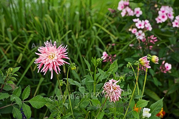 Flowers, plants, background