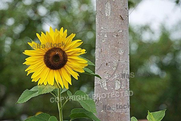 Flowers, plants, background