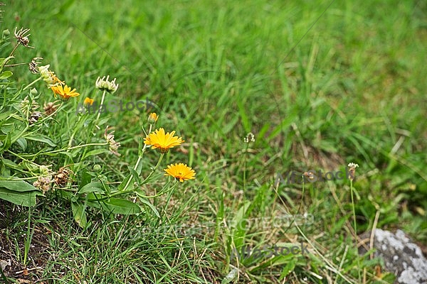 Flowers, plants, background