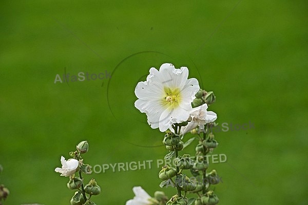 Flowers, plants, background