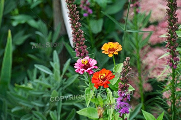 Flowers, plants, background