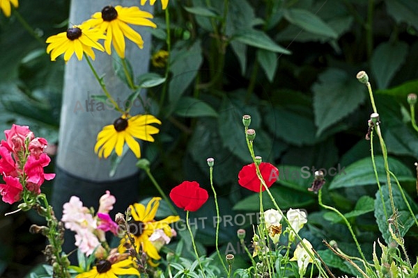 Flowers, plants, background