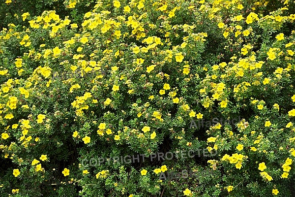 Flowers, plants, background