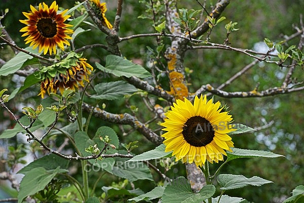 Flowers, plants, background