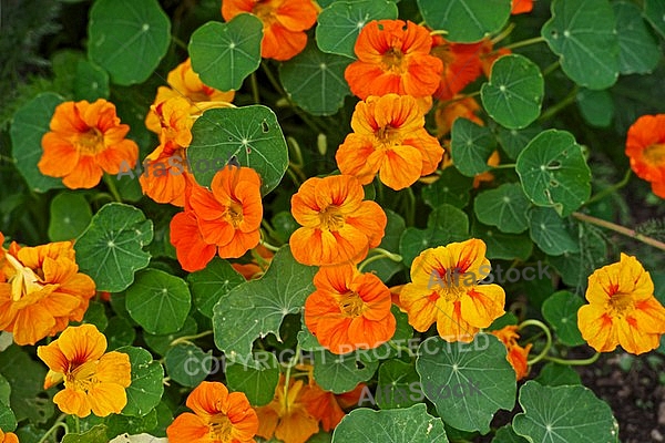 Flowers, plants, background