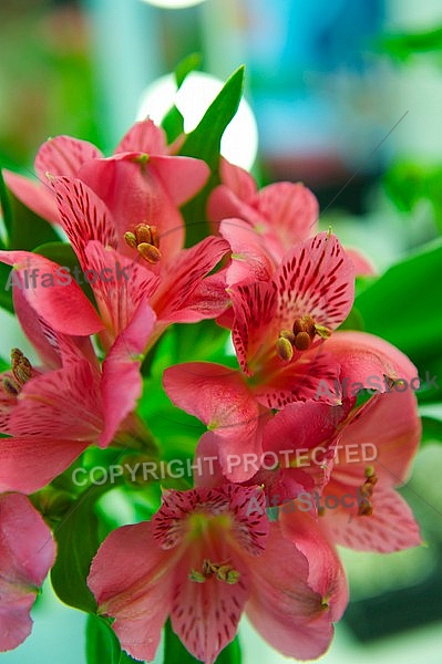 Flowers, plants, background