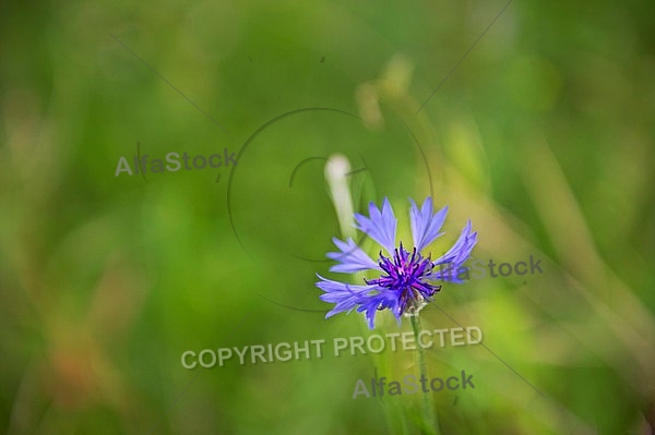 Flowers, plants, background