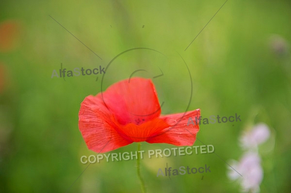 Flowers, plants, background