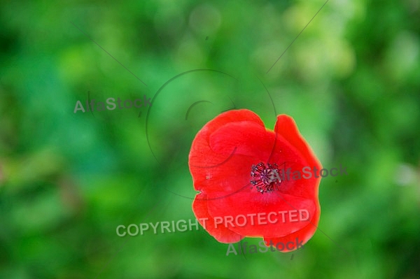 Flowers, plants, background