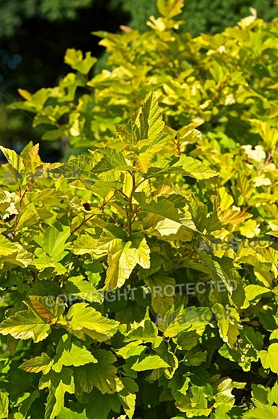 Flowers, plants, background